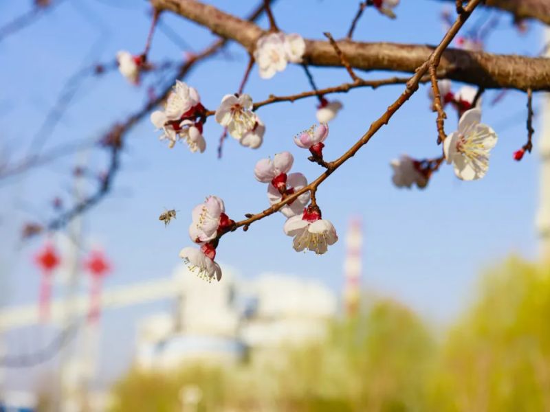 图说榆北-春日里的选煤分公司 陕西陕煤榆北煤业有限公司——官方网站